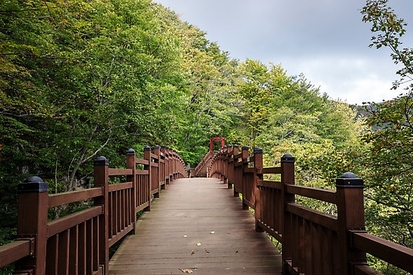 포토 JPG 주간 나무 자연 풍경 사람없음 야외 숲 울릉도 등산로 구름다리 가교 국내포토 자연요소 식물 건축물 섬 등산 다리_건축물 경상북도 생태계 파일형식