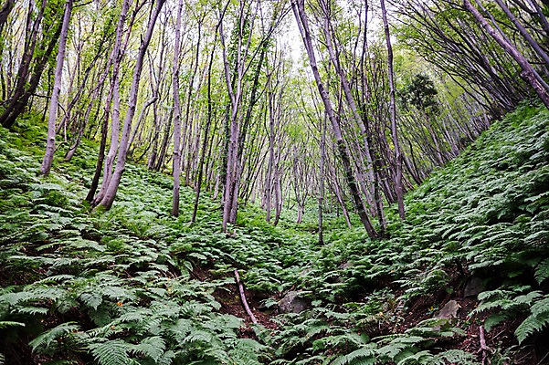 포토 JPG 주간 나무 자연 풍경 사람없음 야외 숲속 특산물 울릉도 고사리 가는쇠고사리 국내포토 자연요소 식물 섬 채소 숲 경상북도 생태계 파일형식