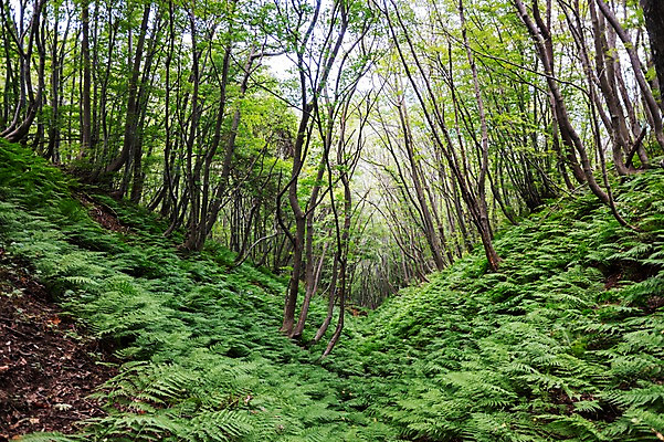 포토 JPG 주간 나무 자연 풍경 사람없음 야외 숲속 숲 특산물 울릉도 가는쇠고사리 국내포토 자연요소 식물 섬 경상북도 생태계 고사리 파일형식