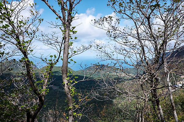 포토 JPG 주간 나무 구름 자연 하늘 풍경 사람없음 야외 울릉도 나리분지 국내포토 자연요소 식물 섬 경상북도 생태계 파일형식