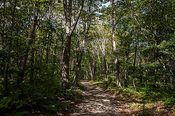 포토 JPG 주간 나무 길 자연 풍경 사람없음 야외 숲속 울릉도 숲길 등산로 나리분지 둘레길 알봉둘레길 국내포토 자연요소 식물 섬 등산 숲 경상북도 생태계 파일형식