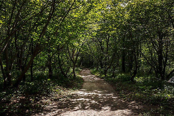 포토 JPG 주간 나무 길 자연 풍경 사람없음 야외 숲속 울릉도 숲길 등산로 나리분지 둘레길 알봉둘레길 국내포토 자연요소 식물 섬 등산 숲 경상북도 생태계 파일형식