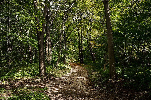 포토 JPG 주간 나무 자연 풍경 사람없음 야외 숲속 숲 울릉도 숲길 등산로 나리분지 둘레길 알봉둘레길 국내포토 자연요소 식물 길 섬 등산 경상북도 생태계 파일형식