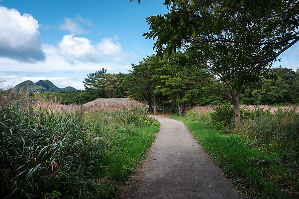 포토 JPG 주간 나무 구름 길 고건축 자연 하늘 풍경 사람없음 야외 억새 울릉도 시골길 등산로 나리분지 투막집 둘레길 알봉둘레길 국내포토 자연요소 식물 건축물 섬 주택 등산 경상북도 생태계 파일형식