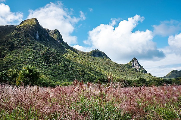 포토 JPG 주간 구름 자연 하늘 풍경 사람없음 야외 산등성이 억새 울릉도 나리분지 송곳산 억새밭 국내포토 자연요소 식물 섬 산 경상북도 생태계 파일형식