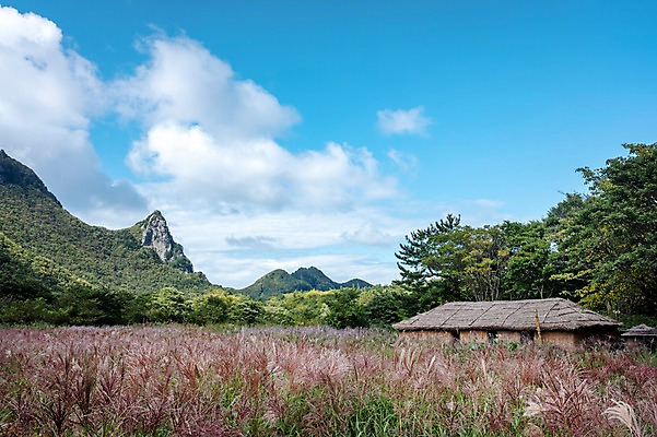 포토 JPG 주간 구름 고건축 자연 하늘 풍경 사람없음 야외 억새 울릉도 나리분지 송곳산 억새밭 투막집 국내포토 자연요소 식물 건축물 섬 산 주택 경상북도 생태계 파일형식