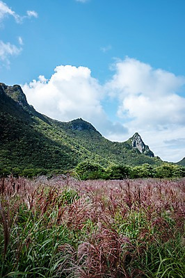 포토 JPG 주간 구름 자연 하늘 풍경 사람없음 야외 억새 울릉도 나리분지 송곳산 억새밭 국내포토 자연요소 식물 섬 산 경상북도 생태계 파일형식