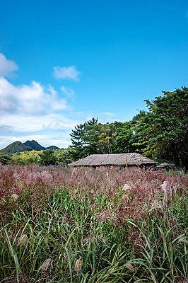 포토 JPG 주간 고건축 자연 풍경 사람없음 야외 억새 울릉도 나리분지 억새밭 투막집 국내포토 자연요소 식물 건축물 섬 주택 경상북도 생태계 파일형식