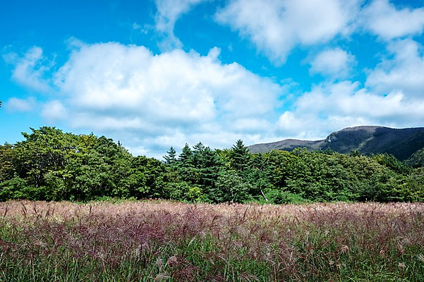 포토 JPG 주간 구름 자연 하늘 풍경 사람없음 야외 억새 울릉도 나리분지 억새밭 국내포토 자연요소 식물 섬 경상북도 생태계 파일형식
