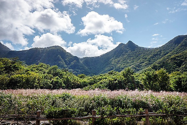 포토 JPG 주간 구름 자연 하늘 산 풍경 사람없음 야외 억새 울릉도 나리분지 억새밭 국내포토 자연요소 식물 섬 경상북도 생태계 파일형식