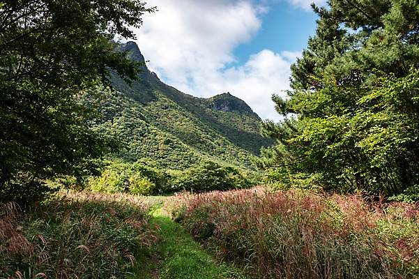 포토 JPG 주간 구름 자연 산 풍경 사람없음 야외 억새 울릉도 나리분지 억새밭 국내포토 자연요소 식물 섬 경상북도 생태계 파일형식