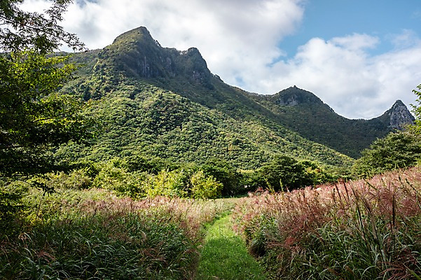 포토 JPG 주간 자연 산 풍경 사람없음 야외 억새 울릉도 나리분지 억새밭 둘레길 알봉둘레길 국내포토 자연요소 식물 길 섬 경상북도 생태계 파일형식