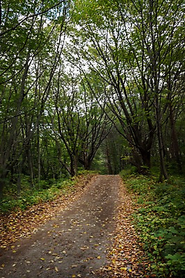 포토 JPG 주간 나무 길 자연 풍경 사람없음 야외 숲 울릉도 숲길 등산로 나리분지 둘레길 알봉둘레길 국내포토 자연요소 식물 섬 등산 경상북도 생태계 파일형식