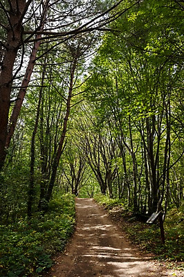 포토 JPG 주간 나무 길 자연 풍경 사람없음 야외 숲 울릉도 등산로 나리분지 둘레길 알봉둘레길 국내포토 자연요소 식물 섬 등산 경상북도 생태계 파일형식