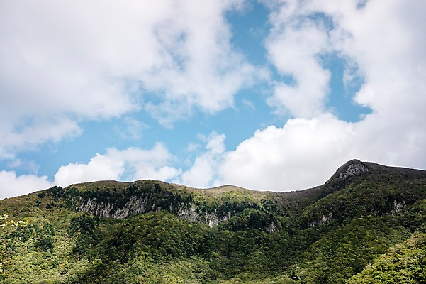 포토 JPG 주간 나무 구름 자연 하늘 풍경 사람없음 야외 숲 울릉도 나리분지 국내포토 자연요소 식물 섬 경상북도 생태계 파일형식