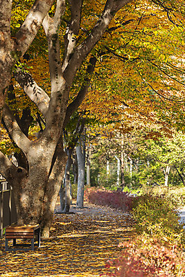 포토 JPG 주간 나무 길 여행 단풍 낙엽 한국 사람없음 야외 가을풍경 가을 전라북도 가을여행 국내여행 전주 전주한옥마을 국내포토 자연요소 식물 계절 아시아 잎 풍경 전라도 한옥마을 파일형식 가을_계절