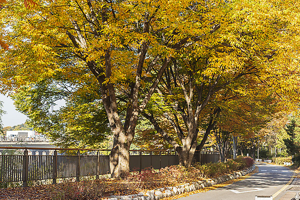 포토 JPG 주간 나무 길 여행 단풍 낙엽 한국 풍경 사람없음 야외 가을풍경 가을 전라북도 가을여행 국내여행 전주 전주한옥마을 국내포토 자연요소 식물 계절 아시아 잎 전라도 한옥마을 파일형식 가을_계절