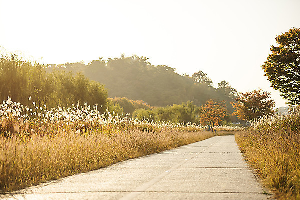 포토 JPG 주간 길 여행 한국 갈대 사람없음 야외 노을 가을풍경 일몰 가을 전라북도 억새 가을여행 국내여행 전주 전주한옥마을 국내포토 자연요소 식물 계절 아시아 풍경 전라도 한옥마을 파일형식 가을_계절