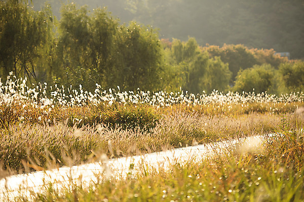 포토 JPG 주간 여행 단풍 한국 갈대 사람없음 야외 노을 가을풍경 일몰 가을 전라북도 억새 가을여행 국내여행 전주 전주한옥마을 국내포토 자연요소 식물 계절 아시아 잎 풍경 전라도 한옥마을 파일형식 가을_계절