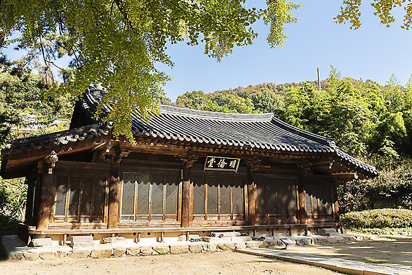 포토 JPG 주간 전통 문화 여유 여행 한옥 풍경 사람없음 야외 가을풍경 가을 체험 역사 전라북도 은행나무 설레임 가을여행 국내여행 명륜당 전주 향교 전주향교 국내포토 자연요소 나무 한국전통 계절 감정 컨셉 고건축 유적지 전라도 교육기관 파일형식 가을_계절