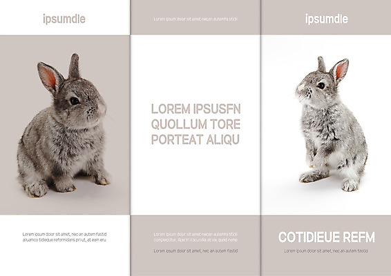 템플릿 표지디자인 북디자인 출판디자인 표지 리플렛 두마리 북커버 3단접지 팜플렛 사람없음 흰색 토끼 반려 이미지템플릿 AI파일 컬러 2 포유류 반려동물 파일형식 벡터