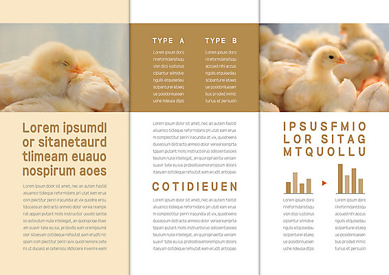 템플릿 표지디자인 북디자인 출판디자인 내지 리플렛 북커버 여러마리 3단접지 그래프 병아리 팜플렛 사람없음 노란색 이미지템플릿 AI파일 컬러 다수 조류 파일형식 벡터