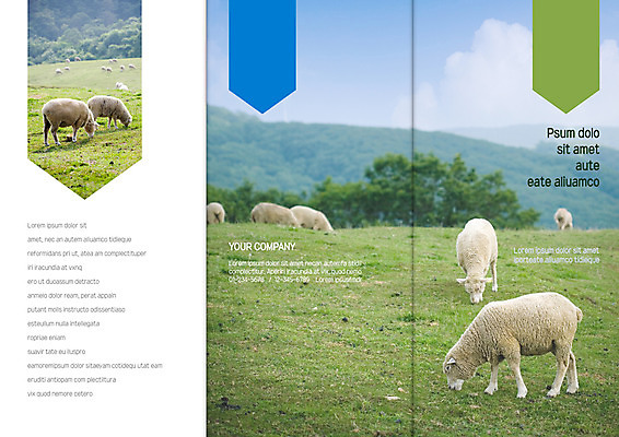 템플릿 표지디자인 북디자인 출판디자인 표지 리플렛 북커버 여러마리 3단접지 자연 팜플렛 잔디 초원 사람없음 초록색 목장 양 방목 먹기 이미지템플릿 AI파일 식물 컬러 다수 포유류 모션 축산업 생태계 파일형식 벡터
