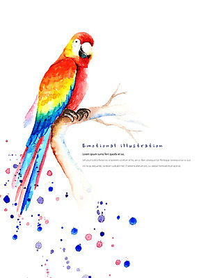 PSD 동물 한마리 일러스트 조류 붓터치 수채화 따뜻함 앉기 사람없음 컬러풀 귀여움 나뭇가지 앵무새 번짐 감성 국내일러스트 나무 1 컬러 컨셉 모션 파일형식 효과