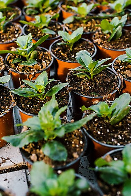 포토 JPG 식물 화분 실내 실험 근접촬영 사람없음 여러개 흙 생명공학 체코 온실 국내포토 유럽 뷰포인트 다수 의학 내부 파일형식