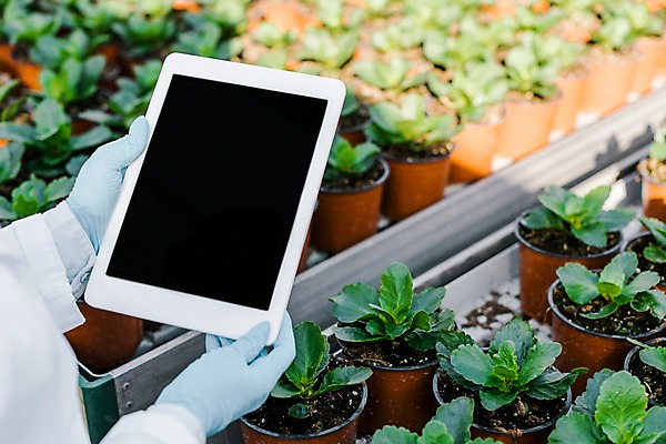 포토 JPG 서양인 외국인 식물 응시 화분 잎 실내 실험 서기 들기 상반신 20대 신체부위 태블릿 양손 실험복 생명공학 연구원 체코 온실 국내포토 직업 손 시선 유럽 의학 모션 사람 인종 청년 내부 전자제품 스마트기기 가운 파일형식