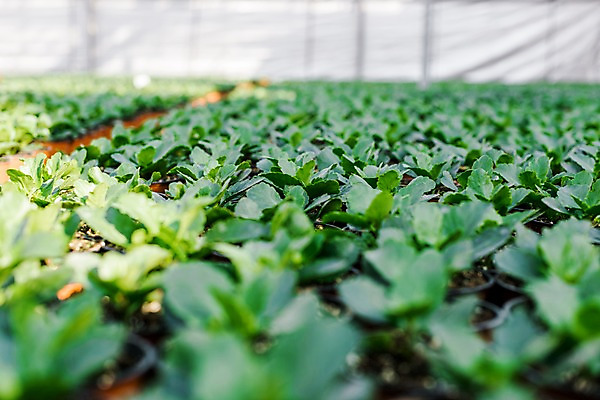 포토 JPG 식물 화분 실내 실험 사람없음 여러개 생명공학 체코 온실 국내포토 유럽 다수 의학 내부 파일형식