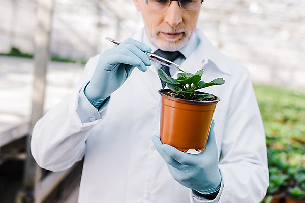 포토 JPG 서양인 외국인 식물 응시 노년 남자 화분 잎 실내 실험 한명 서기 들기 사람 상반신 앞모습 잡기 실험복 60대 생명공학 연구원 체코 핀셋 온실 노인남자한명만 국내포토 직업 1 시선 유럽 뷰포인트 의학 모션 인종 성인 내부 도구 가운 남자한명만 노인남자만 파일형식