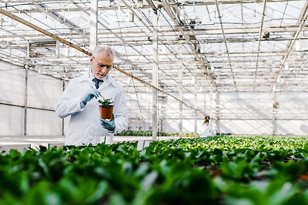 포토 JPG 서양인 외국인 식물 노년 남자 화분 잎 실내 실험 한명 서기 들기 사람 상반신 앞모습 실험복 60대 생명공학 연구원 체코 핀셋 온실 노인남자한명만 국내포토 직업 1 유럽 뷰포인트 의학 모션 인종 성인 내부 도구 가운 남자한명만 노인남자만 파일형식
