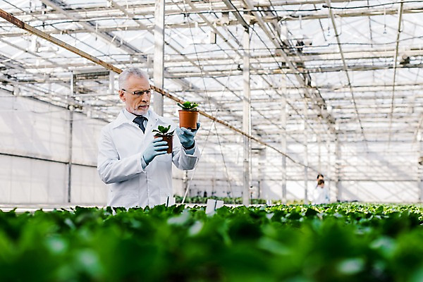 포토 JPG 서양인 외국인 식물 응시 노년 남자 화분 잎 실내 실험 한명 서기 들기 사람 상반신 앞모습 관찰 실험복 60대 생명공학 연구원 체코 온실 노인남자한명만 국내포토 직업 1 시선 유럽 뷰포인트 의학 모션 인종 성인 내부 가운 남자한명만 노인남자만 파일형식