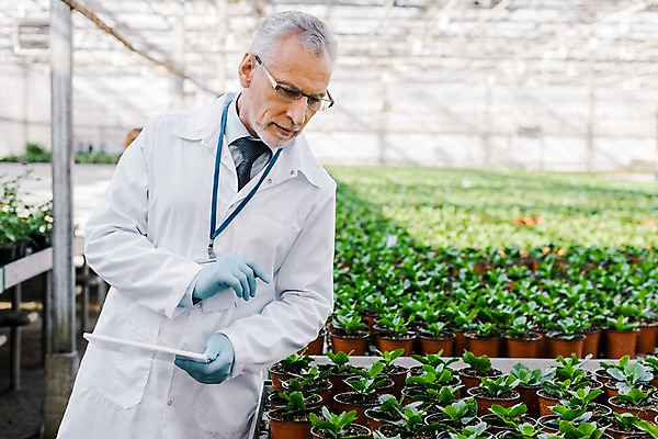 포토 JPG 서양인 외국인 식물 응시 노년 남자 화분 잎 실내 실험 한명 서기 사람 손짓 상반신 앞모습 태블릿 관찰 실험복 60대 생명공학 연구원 체코 온실 노인남자한명만 국내포토 직업 1 시선 유럽 뷰포인트 의학 모션 인종 성인 내부 전자제품 스마트기기 가운 남자한명만 노인남자만 파일형식