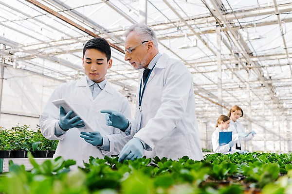 포토 JPG 서양인 외국인 식물 응시 여자 노년 남자 화분 잎 실내 실험 서기 사람 동양인 손짓 여러명 상반신 20대 성인 앞모습 옆모습 태블릿 가리킴 관찰 실험복 60대 생명공학 연구원 체코 온실 국내포토 직업 시선 유럽 뷰포인트 다수 의학 모션 인종 청년 내부 전자제품 스마트기기 가운 파일형식