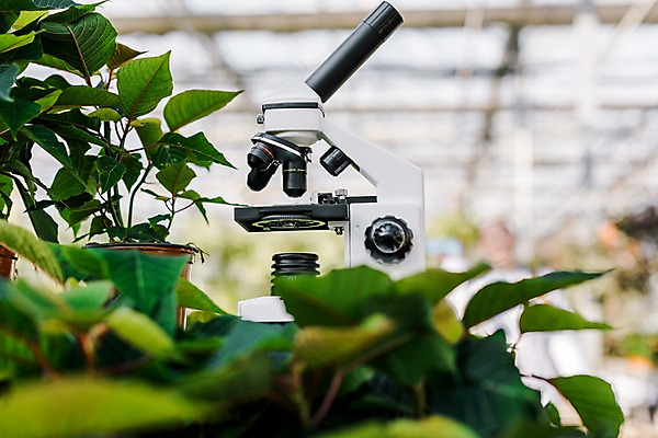 포토 JPG 화분 잎 실내 현미경 실험 사람없음 생명공학 체코 온실 국내포토 식물 유럽 의학 실험기구 내부 파일형식