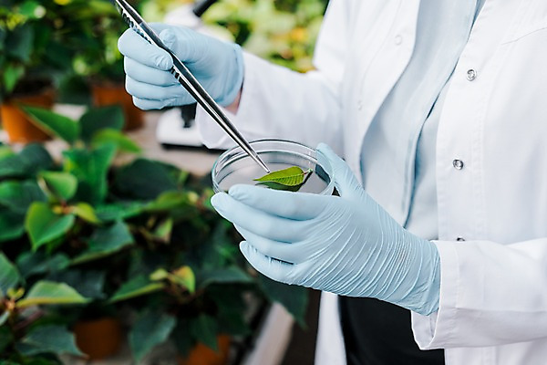 포토 JPG 서양인 외국인 여자 화분 잎 실내 실험 한명 사람 상반신 20대 성인 옆모습 신체부위 양손 잡기 실험복 생명공학 연구원 체코 핀셋 성인여자한명만 국내포토 식물 직업 1 손 유럽 뷰포인트 의학 모션 인종 청년 내부 도구 가운 여자한명만 성인여자만 파일형식