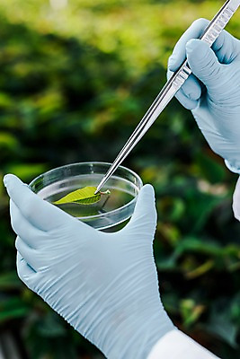 포토 JPG 서양인 외국인 여자 잎 실내 실험 한명 들기 사람 근접촬영 20대 성인 신체부위 양손 잡기 생명공학 연구원 체코 핀셋 성인여자한명만 국내포토 식물 직업 1 손 유럽 뷰포인트 의학 모션 인종 청년 내부 도구 여자한명만 성인여자만 파일형식