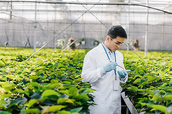 포토 JPG 외국인 식물 응시 남자 화분 잎 실내 실험 한명 서기 사람 동양인 상반신 20대 성인 옆모습 잡기 실험복 생명공학 연구원 체코 핀셋 보안경 온실 성인남자한명만 국내포토 직업 1 시선 유럽 뷰포인트 의학 모션 인종 청년 내부 도구 가운 안전장비 남자한명만 성인남자만 파일형식