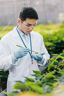 포토 JPG 외국인 식물 응시 남자 화분 잎 실내 실험기구 실험 한명 서기 사람 동양인 상반신 20대 성인 앞모습 잡기 실험복 생명공학 연구원 체코 핀셋 보안경 온실 성인남자한명만 국내포토 직업 1 시선 유럽 뷰포인트 과학 의학 모션 인종 청년 내부 도구 가운 안전장비 남자한명만 성인남자만 파일형식