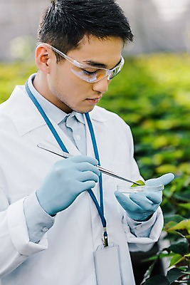 포토 JPG 외국인 식물 응시 남자 잎 실내 실험 한명 서기 들기 사람 동양인 근접촬영 상반신 20대 성인 옆모습 관찰 실험복 생명공학 연구원 체코 핀셋 보안경 온실 성인남자한명만 국내포토 직업 1 시선 유럽 뷰포인트 의학 모션 인종 청년 내부 도구 가운 안전장비 남자한명만 성인남자만 파일형식