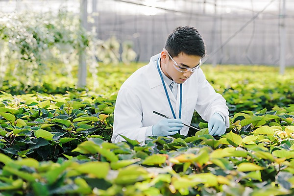 포토 JPG 외국인 식물 응시 남자 잎 실내 실험 한명 서기 사람 동양인 상반신 20대 성인 옆모습 관찰 잡기 실험복 생명공학 연구원 체코 핀셋 보안경 온실 성인남자한명만 국내포토 직업 1 시선 유럽 뷰포인트 의학 모션 인종 청년 내부 도구 가운 안전장비 남자한명만 성인남자만 파일형식