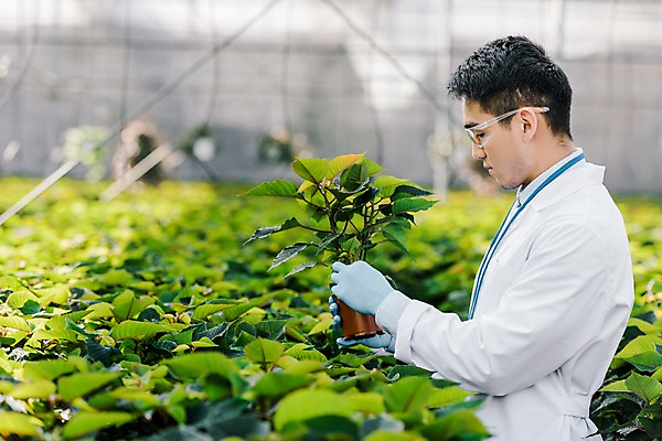 포토 JPG 외국인 식물 응시 남자 화분 잎 실내 실험 한명 서기 들기 사람 동양인 상반신 20대 성인 옆모습 실험복 생명공학 연구원 체코 보안경 온실 성인남자한명만 국내포토 직업 1 시선 유럽 뷰포인트 의학 모션 인종 청년 내부 가운 안전장비 남자한명만 성인남자만 파일형식