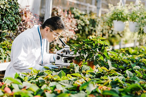 포토 JPG 외국인 식물 응시 남자 화분 잎 실내 현미경 실험 한명 서기 사람 동양인 상반신 20대 성인 옆모습 관찰 실험복 생명공학 연구원 체코 보안경 온실 성인남자한명만 국내포토 직업 1 시선 유럽 뷰포인트 의학 모션 실험기구 인종 청년 내부 가운 안전장비 남자한명만 성인남자만 파일형식