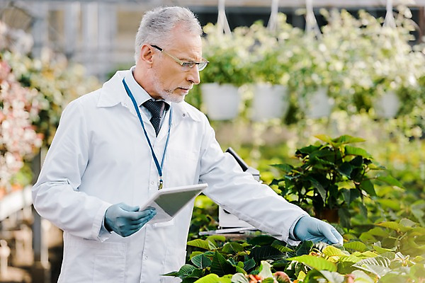 포토 JPG 서양인 외국인 식물 응시 노년 남자 잎 실내 실험 한명 서기 사람 상반신 옆모습 태블릿 만지기 관찰 실험복 60대 생명공학 연구원 체코 온실 노인남자한명만 국내포토 직업 1 시선 유럽 뷰포인트 의학 모션 인종 성인 내부 전자제품 스마트기기 가운 남자한명만 노인남자만 파일형식