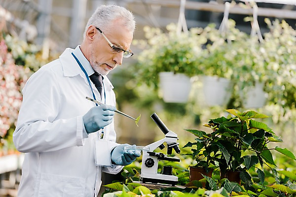 포토 JPG 서양인 외국인 식물 응시 노년 남자 화분 잎 실내 현미경 실험 한명 서기 들기 사람 상반신 옆모습 관찰 실험복 60대 생명공학 연구원 체코 핀셋 온실 노인남자한명만 국내포토 직업 1 시선 유럽 뷰포인트 의학 모션 실험기구 인종 성인 내부 도구 가운 남자한명만 노인남자만 파일형식