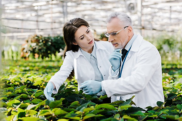 포토 JPG 서양인 외국인 식물 응시 여자 노년 남자 화분 잎 생각 실내 실험 서기 사람 상반신 20대 성인 두명 옆모습 만지기 실험복 60대 생명공학 연구원 체코 온실 국내포토 직업 시선 유럽 뷰포인트 의학 모션 인종 청년 내부 가운 파일형식