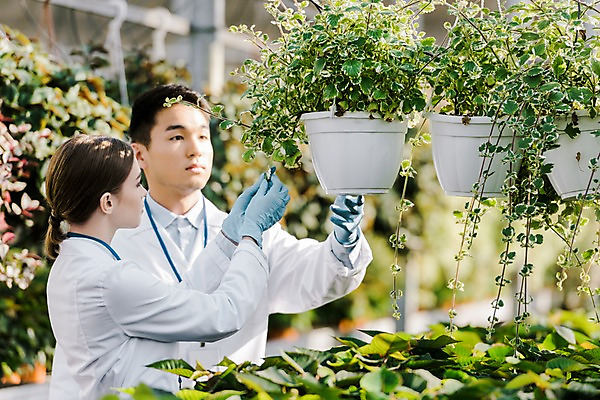 포토 JPG 서양인 외국인 식물 응시 여자 남자 화분 잎 실내 실험 서기 사람 동양인 상반신 20대 성인 두명 옆모습 만지기 실험복 생명공학 연구원 체코 온실 성인만 국내포토 직업 시선 유럽 뷰포인트 의학 모션 인종 청년 내부 가운 파일형식