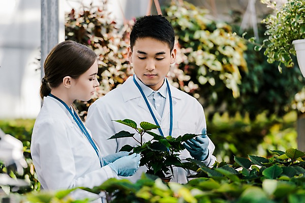포토 JPG 서양인 외국인 식물 응시 여자 남자 화분 잎 실내 실험 서기 사람 동양인 상반신 20대 성인 두명 앞모습 옆모습 만지기 관찰 실험복 생명공학 연구원 체코 온실 성인만 국내포토 직업 시선 유럽 뷰포인트 의학 모션 인종 청년 내부 가운 파일형식